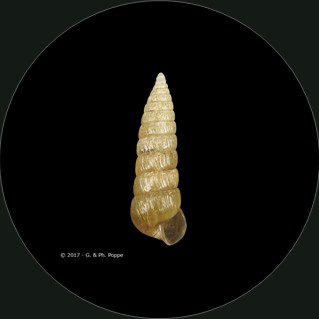 Pyrgina umbilicata