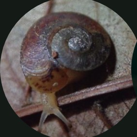 Thyrophorella thomensis