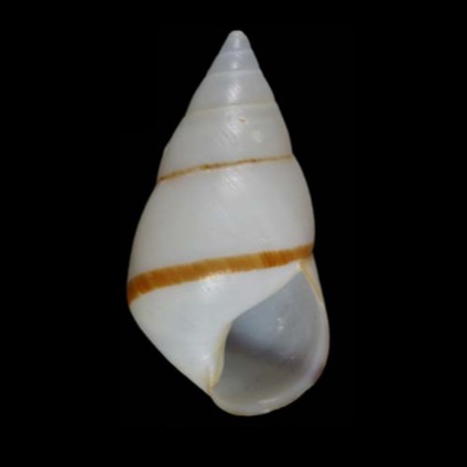 Lignus alabaster